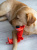Игрушка для собак Fancy Pets "Собака Шуршик" 29см