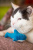 Игрушка для кошек Fancy Pets "Акула" 10см